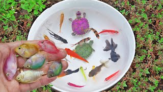 Best Collection Ornamental Fish Turtle Parrot Fish Blue Gourami Fish Molly Fish Rosy Barb Fish [upl. by Ardnatal]