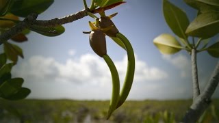 Life Cycle of the Red Mangrove [upl. by Horwath887]