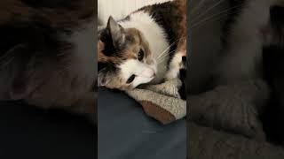 Pitter is too tired to do anything cat catsofyoutube [upl. by Richella]