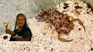 REHOUSING BABY SCORPIONS HOTTENTOTTA HOTTENTOTTA or ALLIGATORBACK SCORPION🦂🦂🦂 [upl. by Accem420]