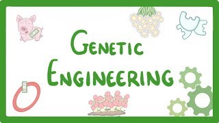 GCSE Biology  Genetic Engineering 82 [upl. by Matheny]