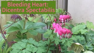 Dicentra Spectabilis Bleeding Heart on Spotlight Sunday [upl. by Enelez]