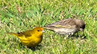 CANTO DEL JILGUERO ARGENTINO Sicalis Flaveola Pelzelni [upl. by Ahsrat]