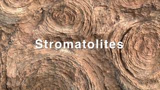 Stromatolites Mauritania [upl. by Heimer]