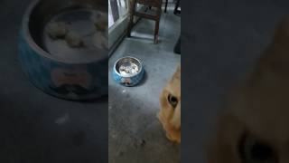 Feeding Street Cat Cuttlefish at Kenting Beach Taiwan Jiāfēimāo is Garfield [upl. by Eiahpets565]