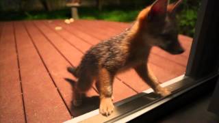 Super Cute Baby Foxes Playing in the Backyard [upl. by Mar26]