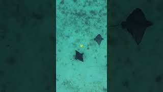 Facts you didn’t know about the stingray naturelovers facts conservation reefday animalfacts [upl. by Katha]