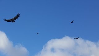 California Condors At Pinnacles National Park [upl. by Paapanen]