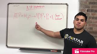 PCr Resynthesis [upl. by Eartha80]