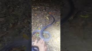 Found a Redheaded Krait Bungarus flaviceps [upl. by Krute]