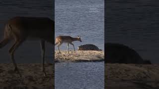 The Great Chase A Crocodiles Pursuit of an Antelope [upl. by Hilario]