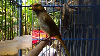 suara burung Rengganis jantan [upl. by Serra]