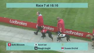 Crayford Greyhounds Races on 26th October 2024 [upl. by Vitus284]