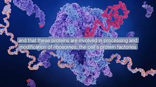 FGF12 forms a ribosome synthesis complex with NOLC1 and TCOF1 in the nucleolus [upl. by Van639]