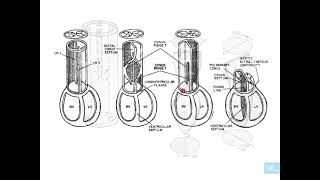 6  Embryologie de lappareil cardio vasculaire partie 6 [upl. by Yekim]