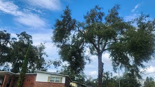 Stirrup Style Climbing a Tree￼ [upl. by Anek]