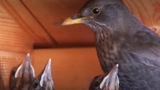 House Wren empty bird nest box to lay eggs and raising 3 chicks  Part 5 [upl. by Hiett]