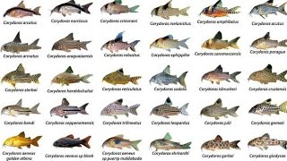 Corydoras ID Compilations part1 Awesome Cory Catfish For Aquarium Corydoras Collection Rare Cory [upl. by Leagiba363]