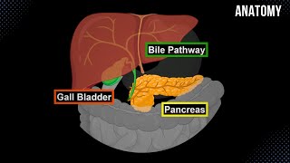 Bile Pathway Gall Bladder amp Pancreas  Anatomy [upl. by Loesceke699]