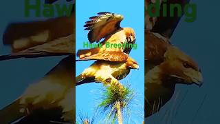 Its eagle breeding time birds shorts trending viralshorts shortsvideo pets eagle [upl. by Carter]