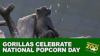 National Popcorn Day [upl. by Efeek]