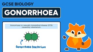 Gonorrhoea  Bacterial Diseases  GCSE Biology [upl. by Cynthla]