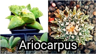 Ariocarpus Types [upl. by Ataynek]