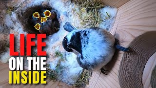 I Put a Live Camera Inside a Chickadee Nest Box for 54 Days [upl. by Missie]