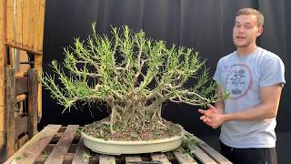 Dwarf Schefflera Bonsai Makeover at The Bonsai Supply [upl. by Adrian]