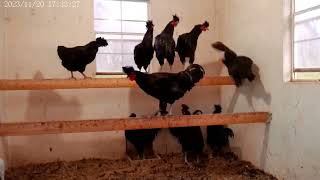 Sanjak Longcrower Roosters For Sale at Shady Grove Farm WV [upl. by Stevena747]