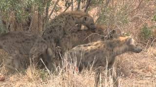 Hyena Mating [upl. by Lail69]