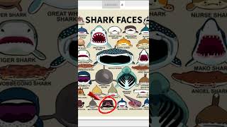 TYPER SHARK FACES  FRILLED SHARK part4 capcut shortvideos sharkfrilledsharkivedofficial [upl. by Aserehtairam265]