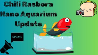 Chili Rasbora Nano Aquarium Update Fall 2024 [upl. by Antrim462]