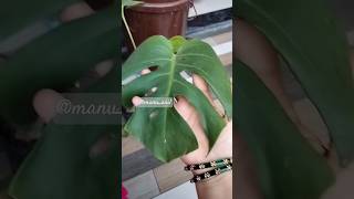 Monstera jubinnautiyal tseries music bollywood song garden gardenlove gardenplants montera [upl. by Warde]