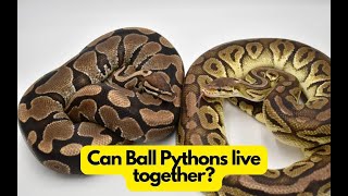 Can Ball Pythons live together Is it safe [upl. by Hawkins343]