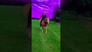 Edit od bráchy 😅 horse haflinger equestrian music pony horsing riding running efects sky [upl. by Alamak]