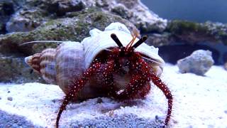 Hermit crab Dardanus Megistos [upl. by Ezitram906]