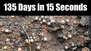 Gymnocalycium spegazzinii 135 day timelapse [upl. by Masson144]