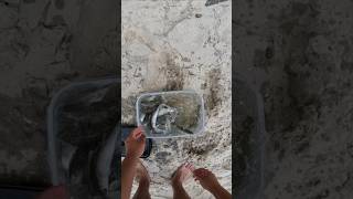 How to Catch MULLET Using a Bait Trap ❗️EASIEST METHOD [upl. by Lindie227]