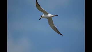 Forsters Terns and Shorebirds Photo Slideshow  Sept 1 2024 [upl. by Ailenroc]