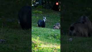 📸 Instantanés de chamois 🐐✨  Nature Sauvage en Montagne AmoureuxDeLaNature faunesauvage shorts [upl. by Elmajian]