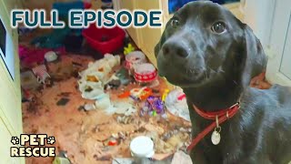 How Can People Live Like This Dog Rescued From FILTHY House  Dog Rescuers  Season 2 Episode 10 [upl. by Akirehs]