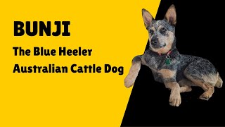 Blue Heeler Australian Cattle Dog Introducing Bunji [upl. by Colby]