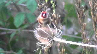 Putter  Distelvink  Goldfinch op kaardedistel  on teasel [upl. by Marya]