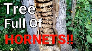 MASSIVE European Hornet Nest Inside Tree  SWARM  Wasp Nest Removal [upl. by Pavia340]