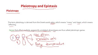 Pleiotropy and epistasis [upl. by Acinonrev]