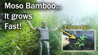 My Moso Bamboo Grew to 12ft in 3 years from 1 Seed 2018 Annual Update [upl. by Sidonius]