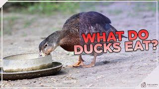 How and What To Feed Ducks [upl. by Anneis]