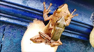 Katak Pohon Bergaris  Bencok  Gedindang Polypedates leucomystax Bertelur di Dinding Atas Kolam [upl. by Badger833]