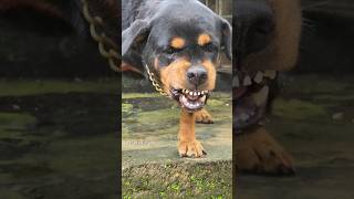 Angry Rottweiler barking sound angrypets cuteanimal angrypuppy cutepuppy pets funny angrydog [upl. by Tatum325]